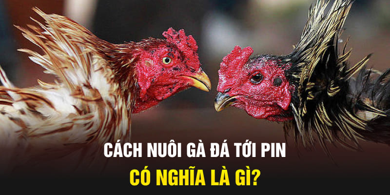 Cách nuôi gà đá tới pin có nghĩa là gì?