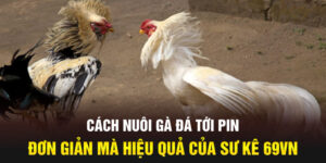 Cách Nuôi Gà Đá Tới Pin Đơn Giản Mà Hiệu Quả Của Sư Kê 69VN