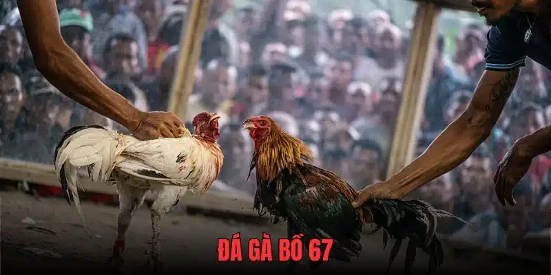 3 bước tạo tài khoản tham gia đá gà tại casino 67