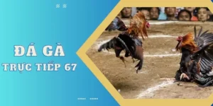 trực tiếp đá gà 67